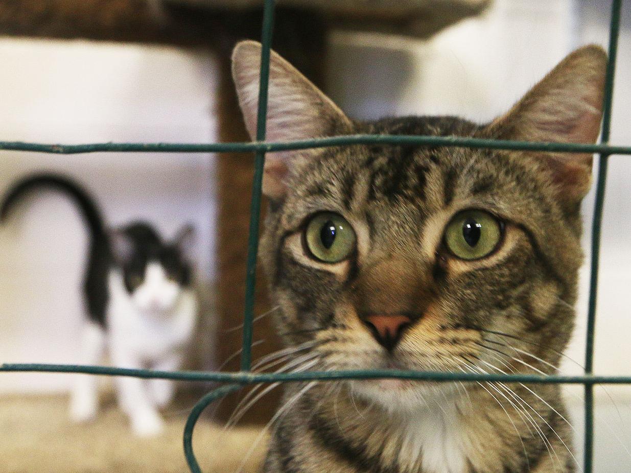 Stray Cat At Your Home Animal Control Charges To Accept Cats Lemoore Hanfordsentinel Com