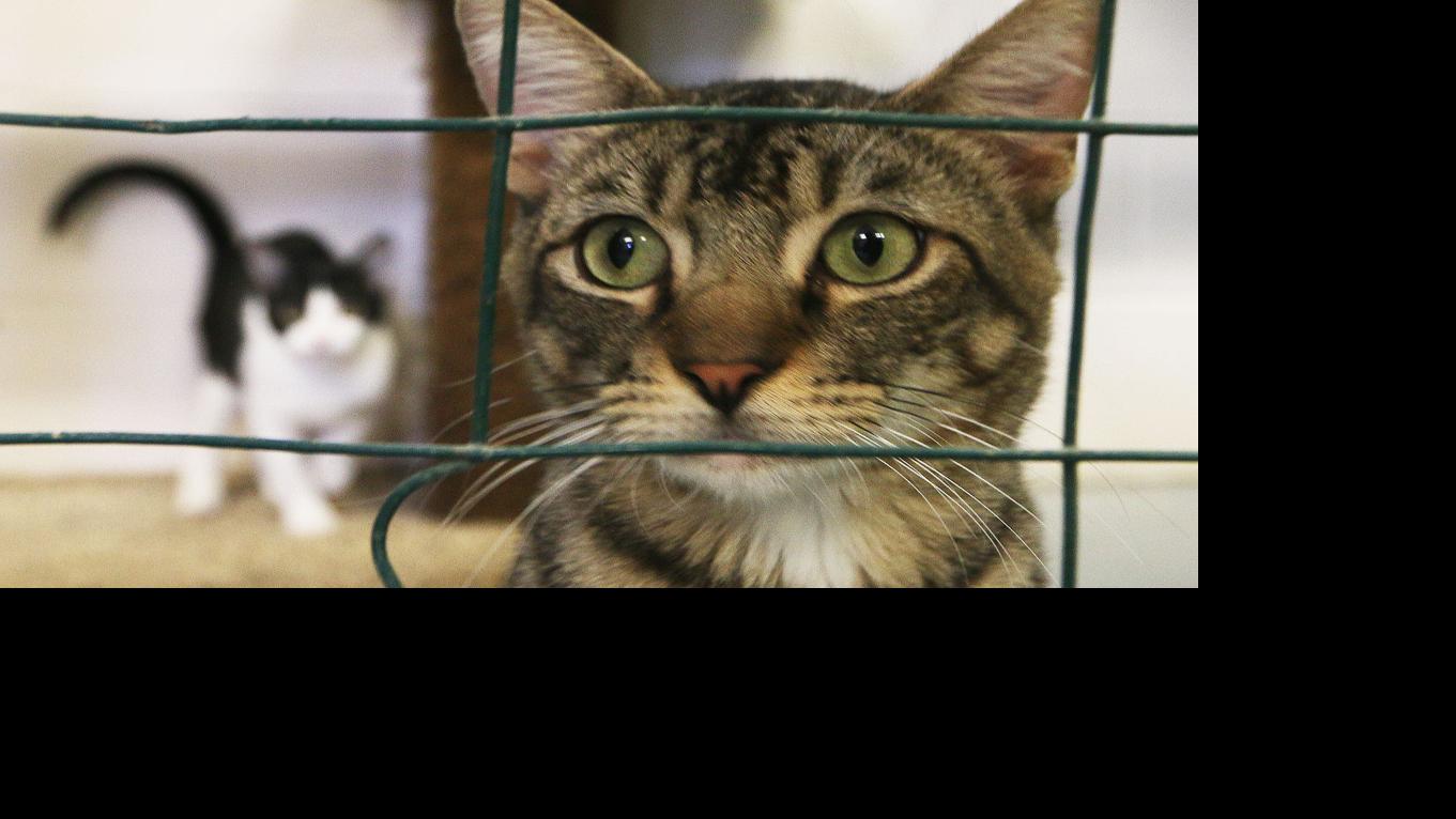 Stray cat at your home? Animal control charges to accept cats Lemoore