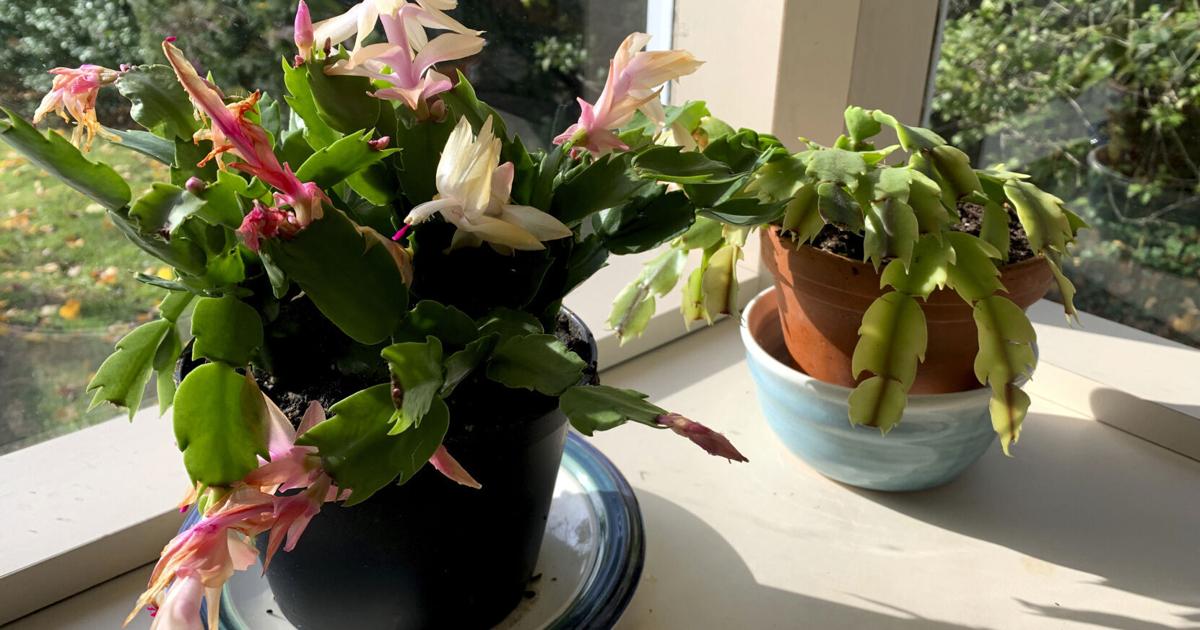 Ideas for gardening throughout winter | Grasp Gardener | Residence and Backyard Tips for gardening during winter | Master Gardener | Home and Garden