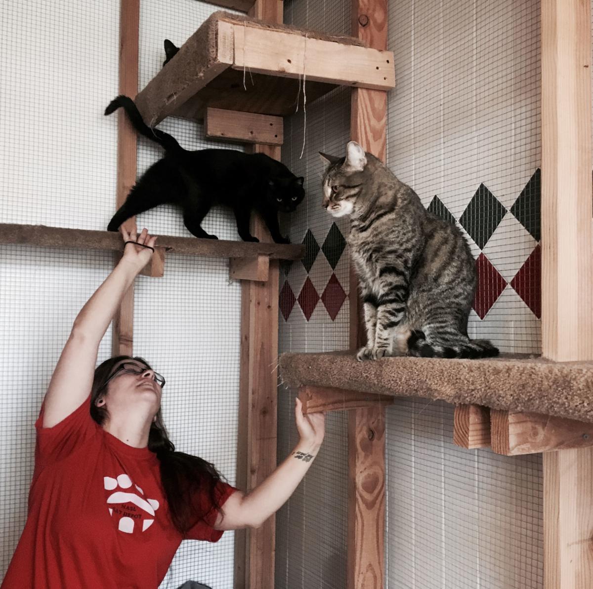 Stray Cats A Concern For Base Community Local Hanfordsentinel Com