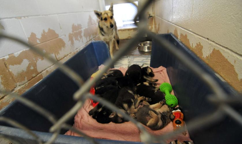 Grand jury seeks changes to animal control Local News