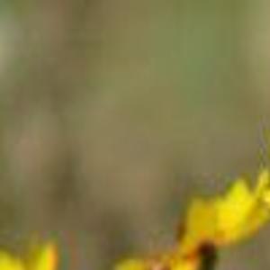 Coreopsis Tickseed Or Pot Of Gold Local Hanfordsentinel Com