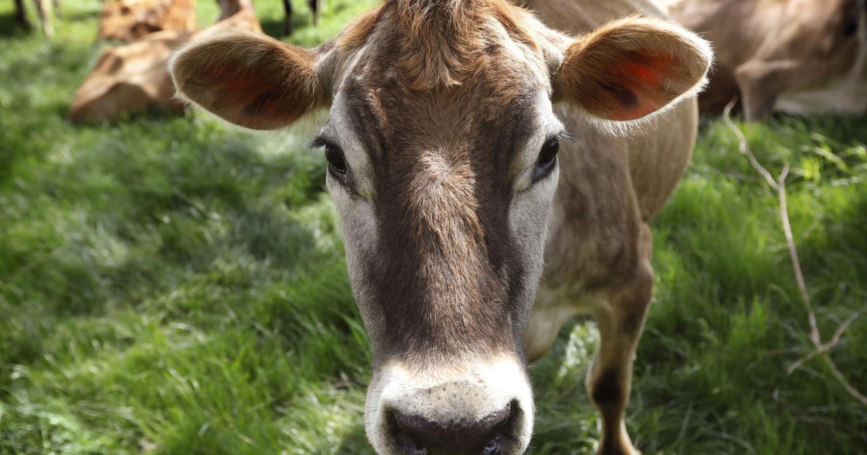 Converting cow manure to fuel is growing climate solution, but critics say communities put at risk - Vimarsana News