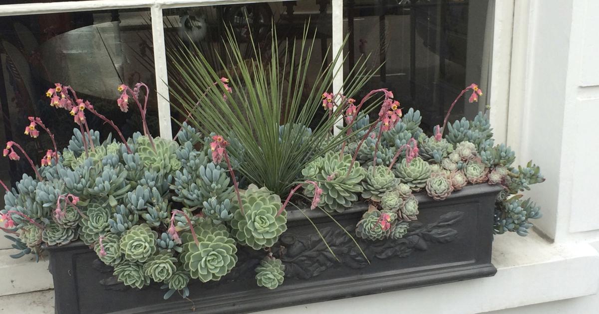 Master Gardener: Succulent gifts from your garden | Home and Garden Master Gardener: Succulent gifts from your garden | Home and Garden