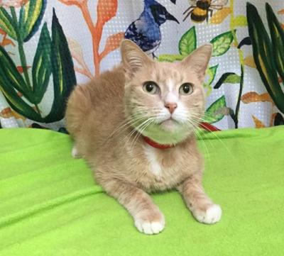Take me Home - Valley Animal Haven