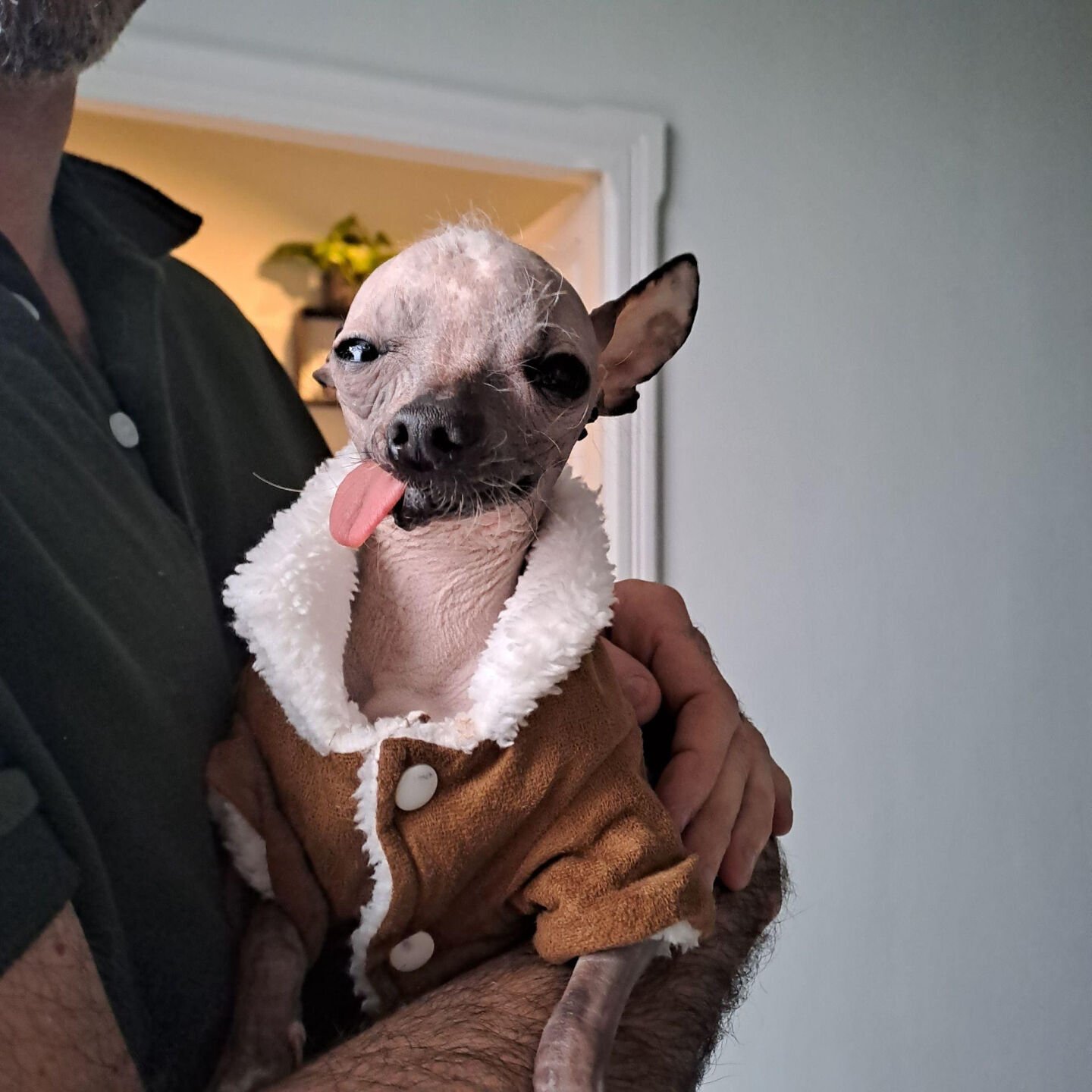 World's most ugliest store dog