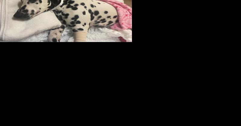 Canine rescue raising funds to cover surgeries for injured Kings County dog - Vimarsana News