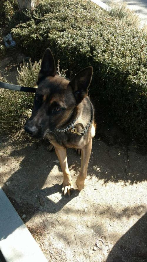 Hanford Police To Get New K9 Local Hanfordsentinel Com