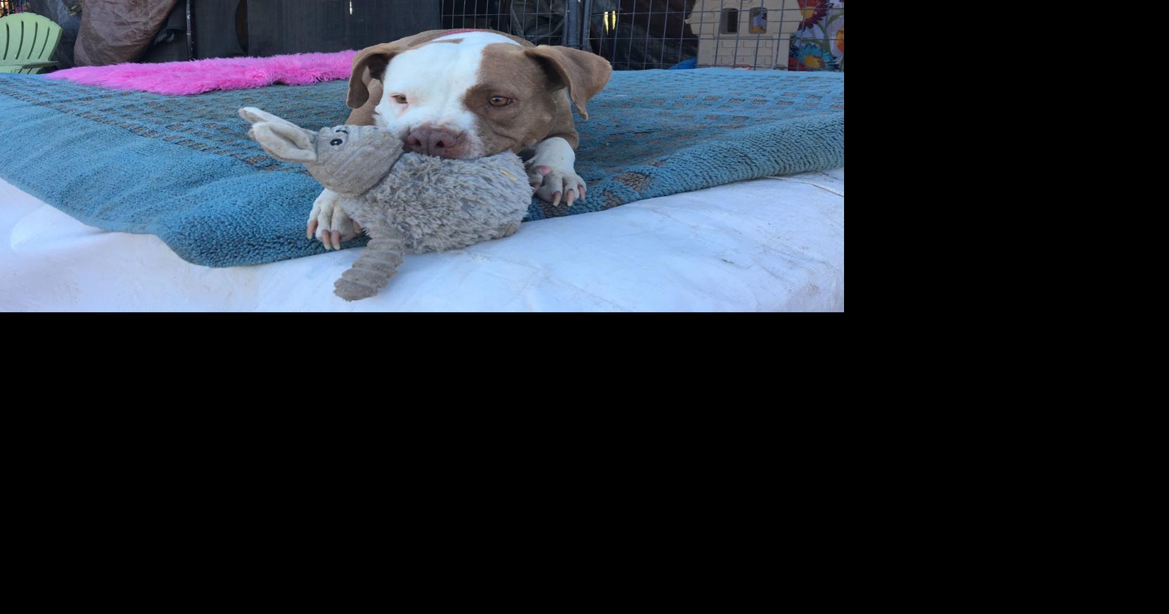 Raven's Rescue rehabilitates neglected pit bulls | Local News ...