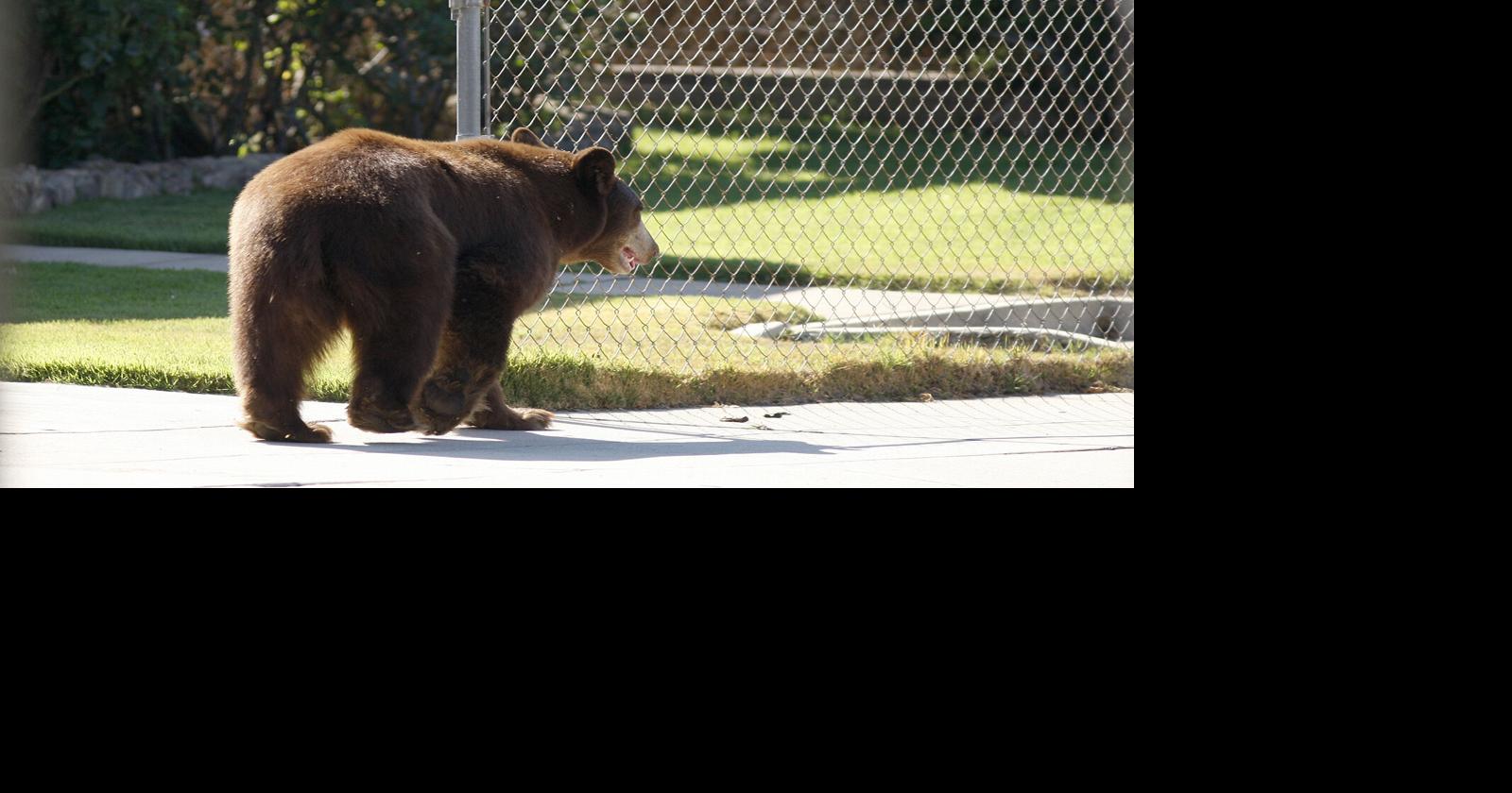 Black bears are emerging from their California dens. Here’s how to stay safe
