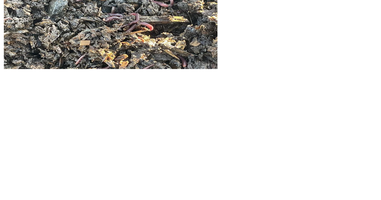 How to save the farm? Send in the worms | JohnLindt - Vimarsana News