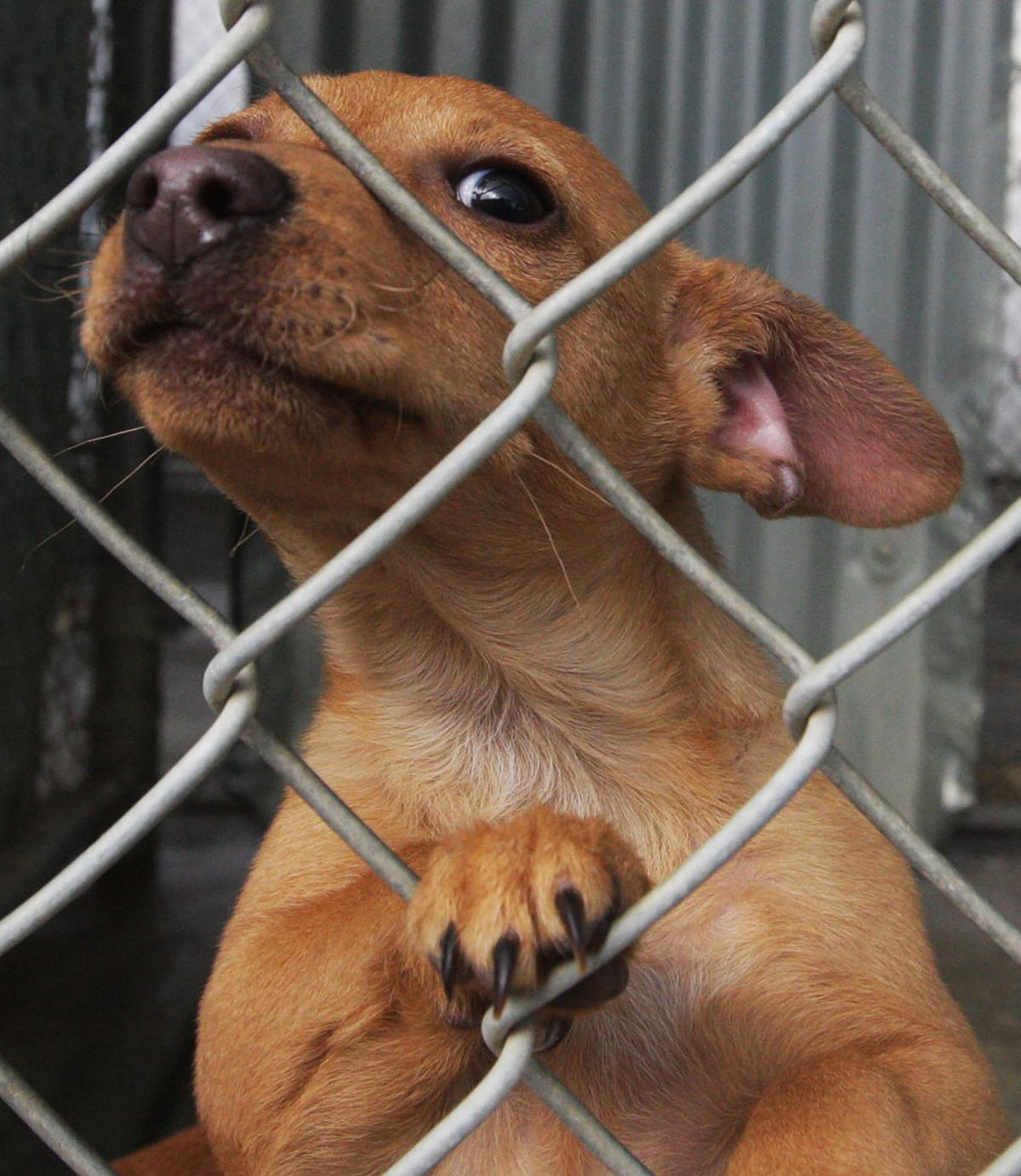 Spca Rescue Dogs Spca Rescue Dogs