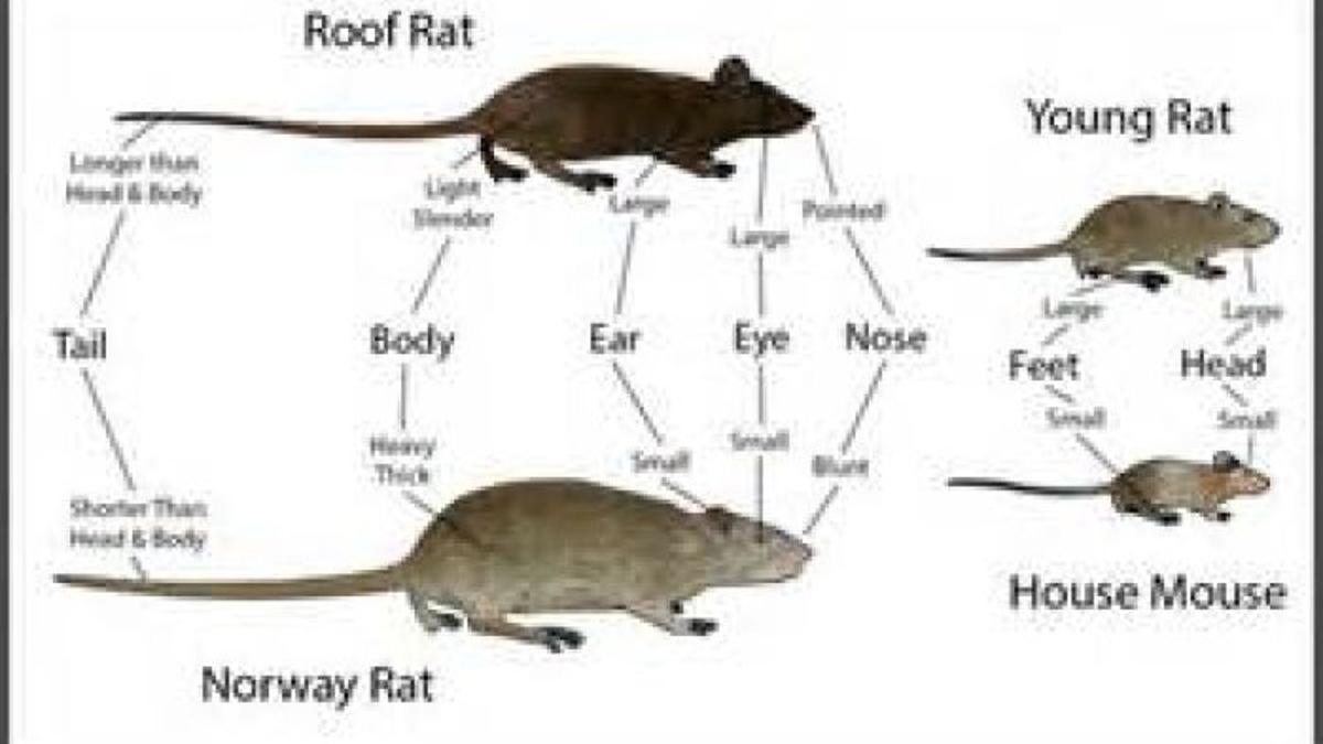 What To Do When You Have Rats Features Hanfordsentinel Com What To Do When You Have Rats Features Hanfordsentinel Com