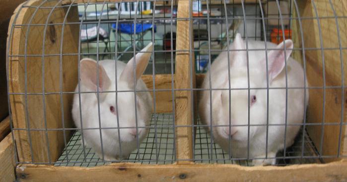 Rabbits abound at fairgrounds breeders show | | hanfordsentinel.com