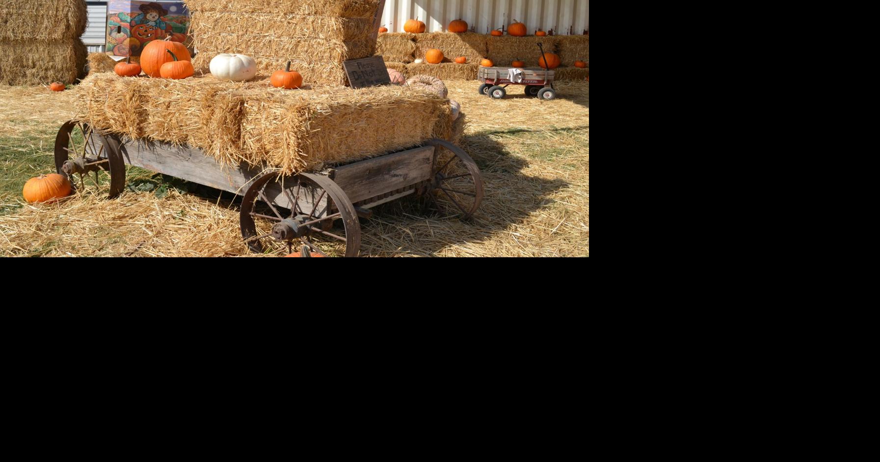 Dairy Goddess Farms offers family fun in local pumpkin patch ...