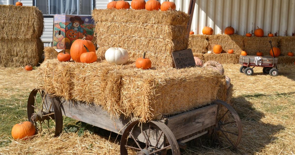 Godes Farm Dairy Goddess Farms offers family fun in local pumpkin patch ...