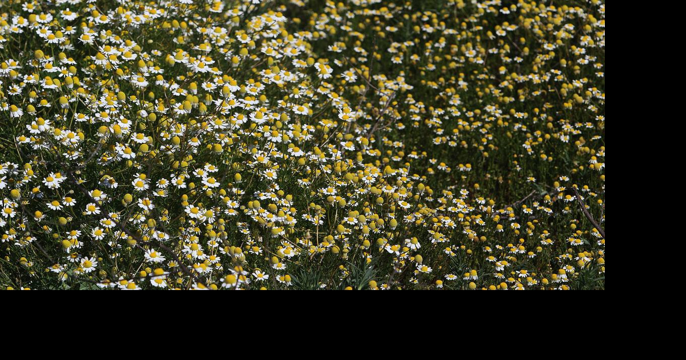 Baz Allergy, Asthma & Sinus Center shares how to alleviate asthma