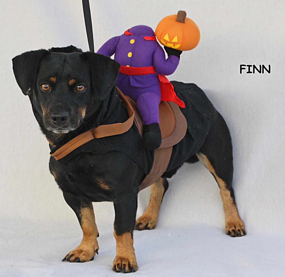 Take me home Finn
