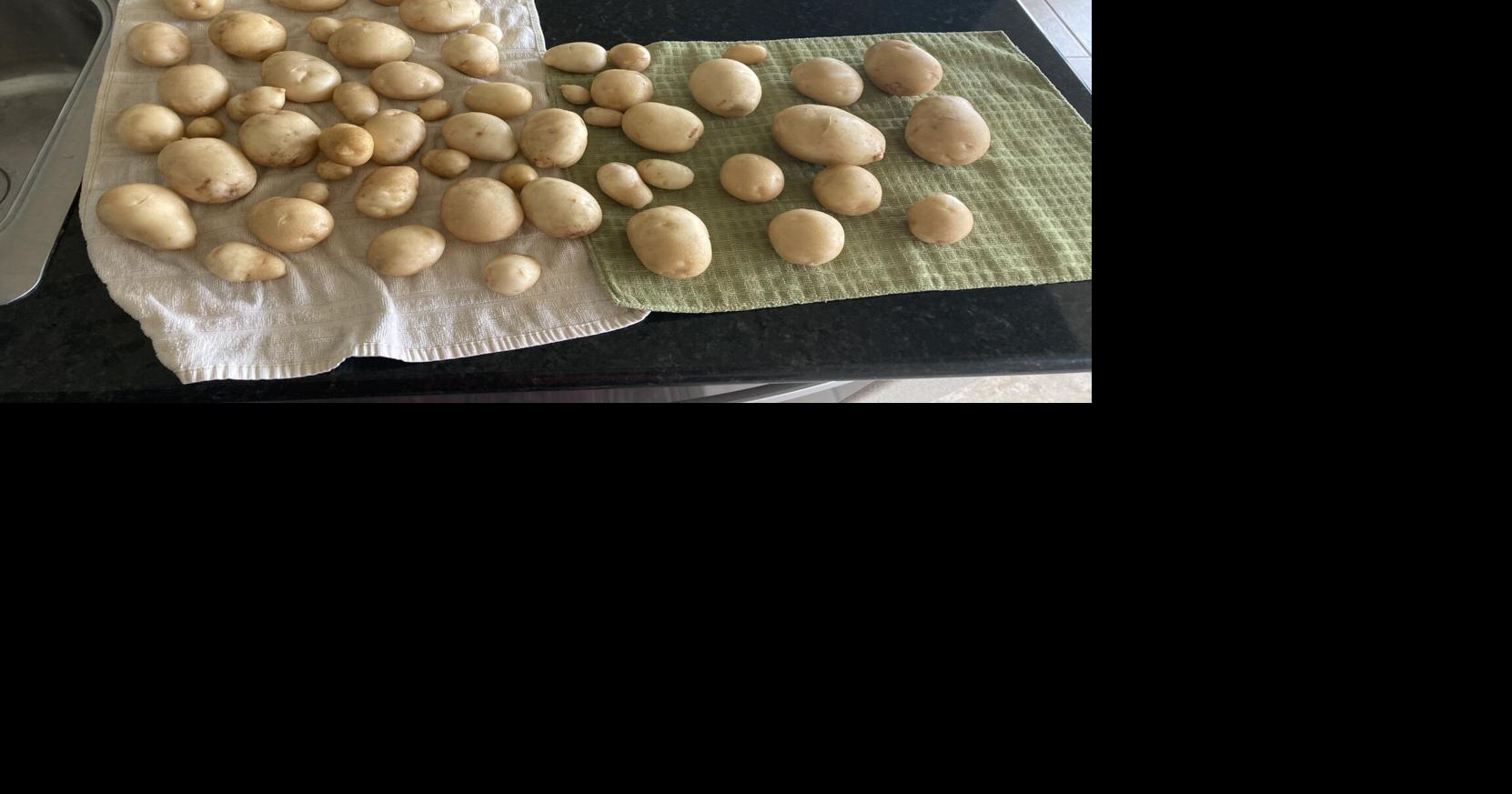 Spud farmers join many other ag commodities suffering from overproduction, high expenses