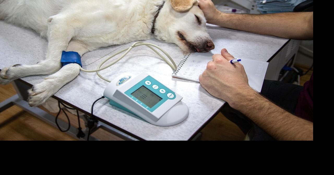 What happens when dog bite wounds go untreated? | Ask Dr. Kait | Lifestyles