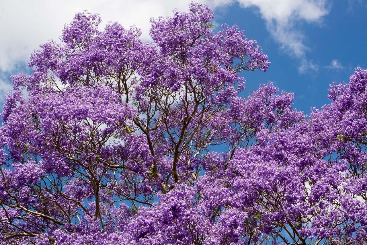 Meet the Jacaranda Tree | Master Gardener | Lifestyles