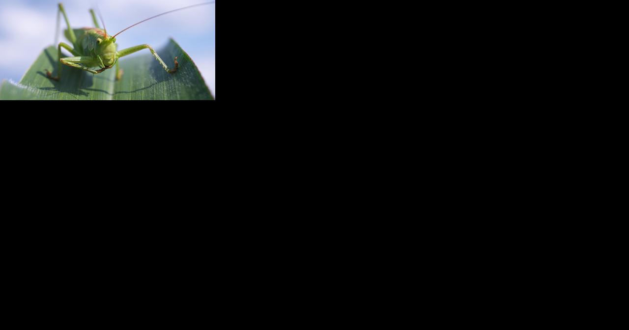 Looking Back: Lemoore invaded by grasshoppers - Vimarsana News
