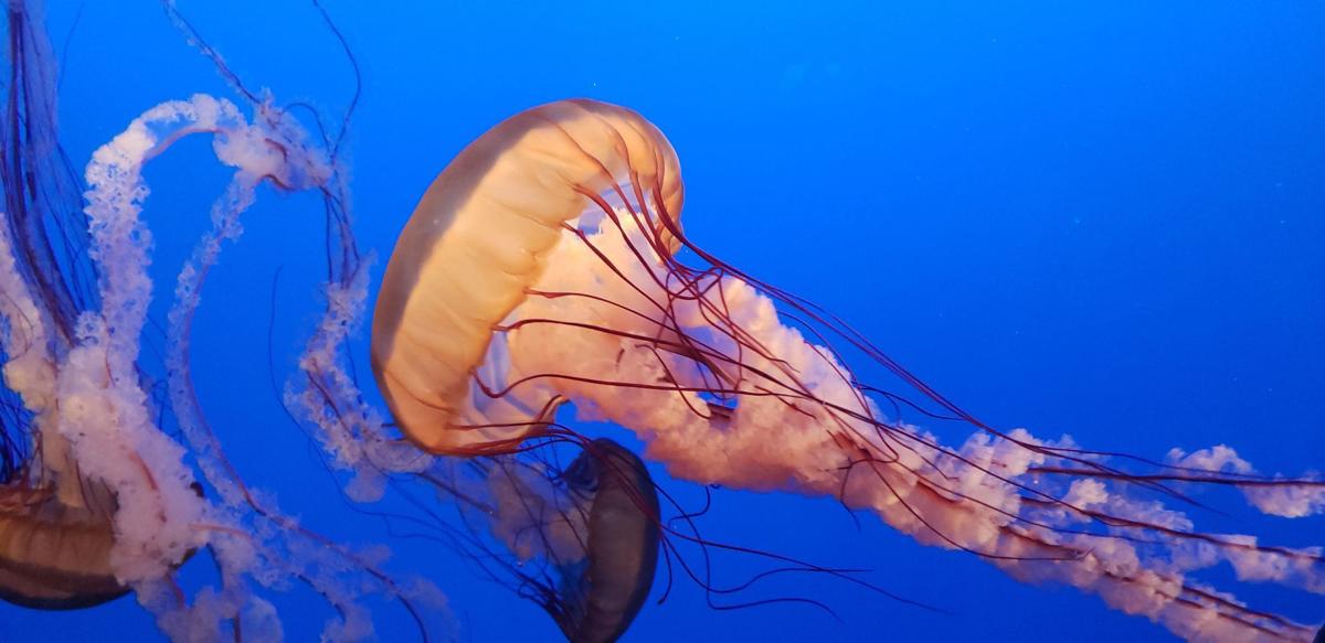 Getting schooled at the aquarium