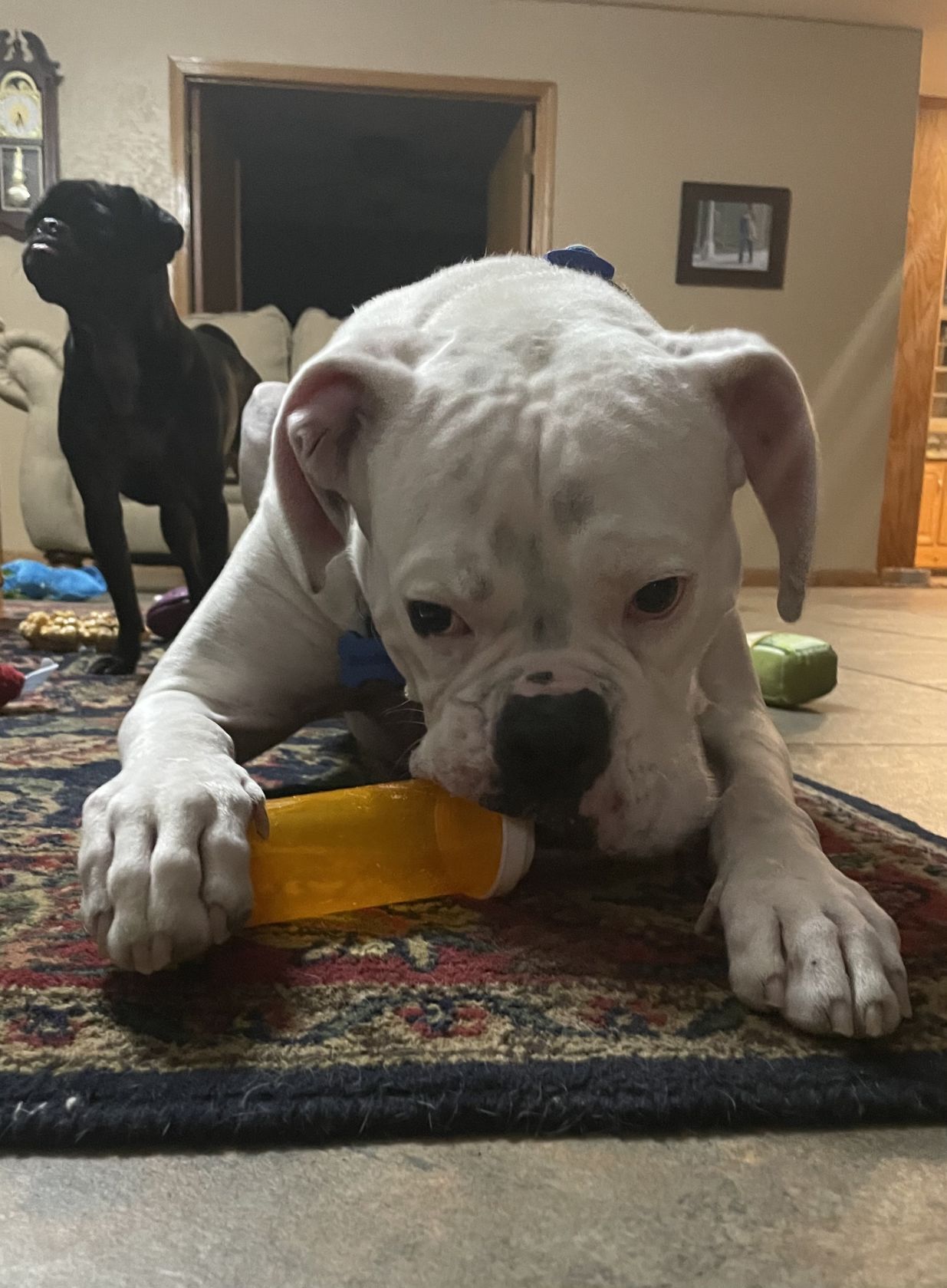 Ask Dr Kait My Pet Is In Pain How Can I Help Archives Hanfordsentinel Com