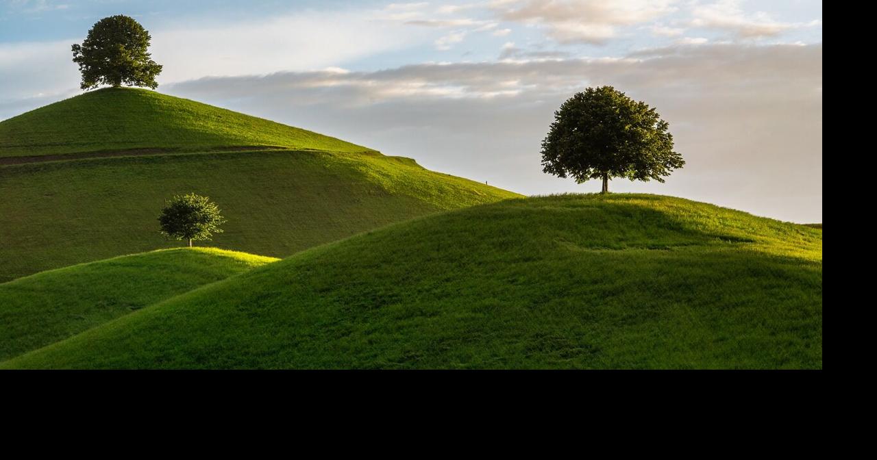 Five steps for training your young trees | Master Gardener | Lifestyles ...