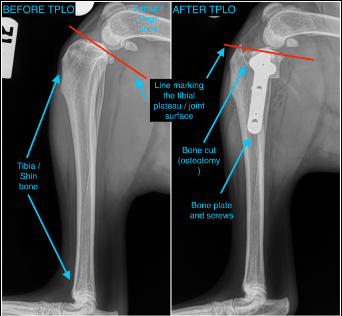 how long will my dog limp after acl surgery