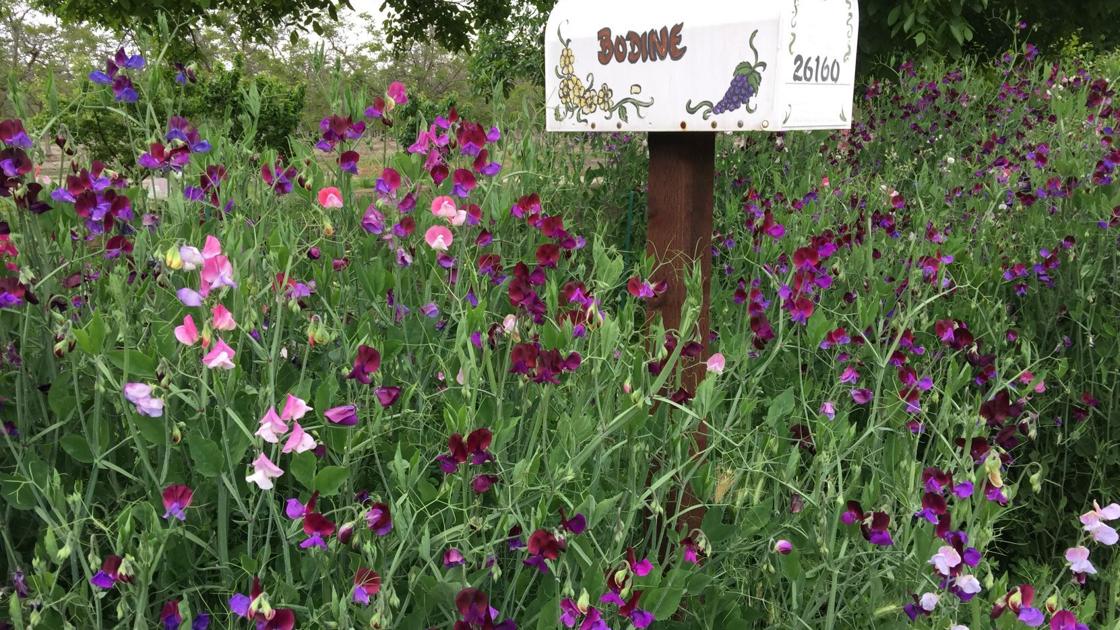 A flower that sparks memories | Master Gardener | Home and Garden A flower that sparks memories | Master Gardener | Home and Garden