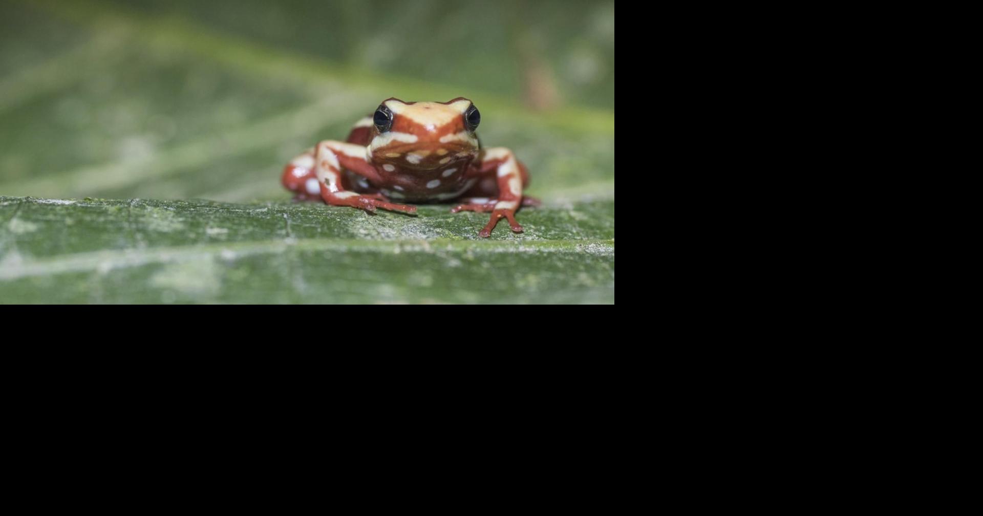 How Do Poisonous And Venomous Animals Resist Their Own Toxins? | Health ...