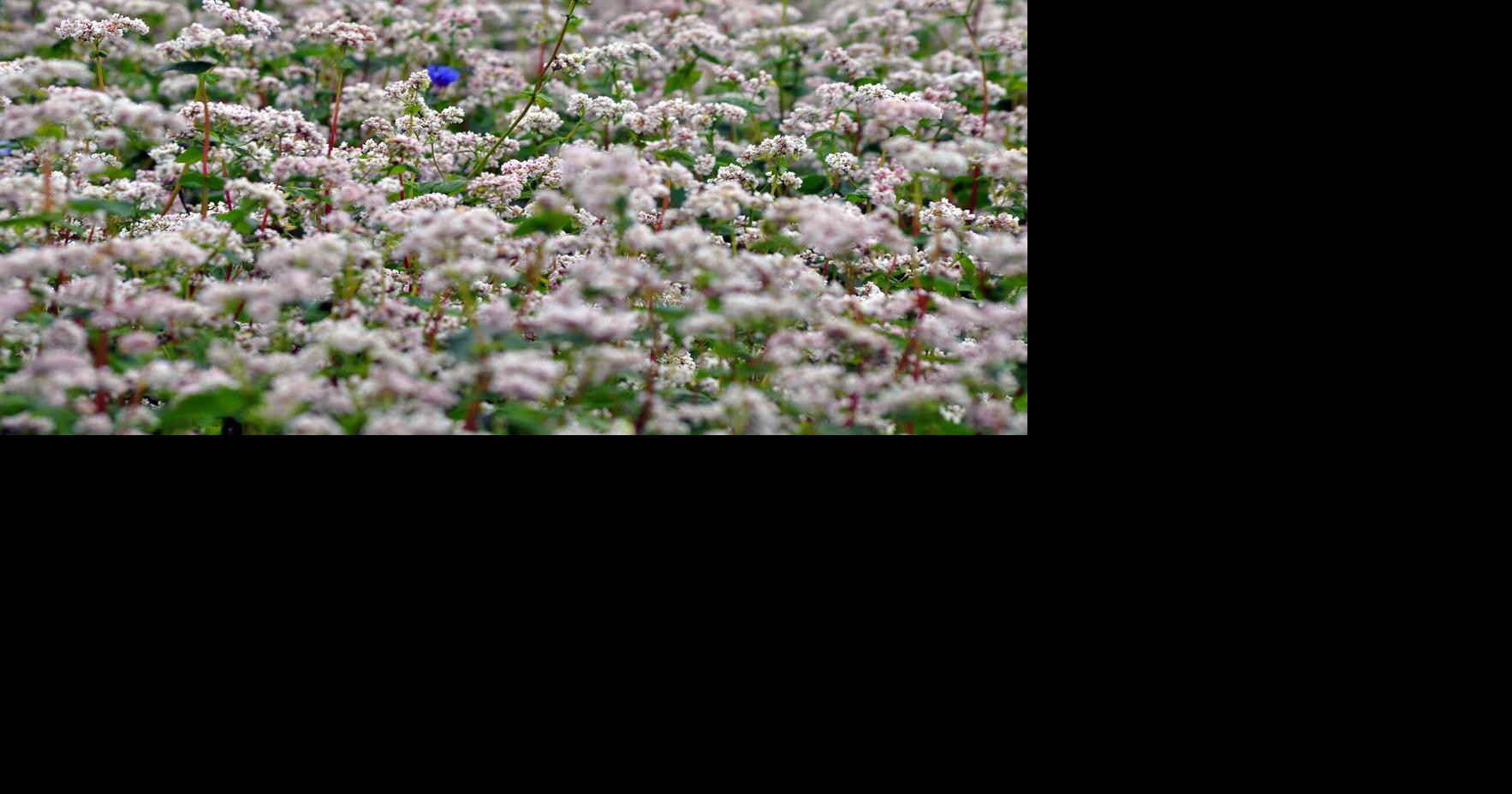 Buckwheat makes a valuable addition to your garden | Master Gardener
