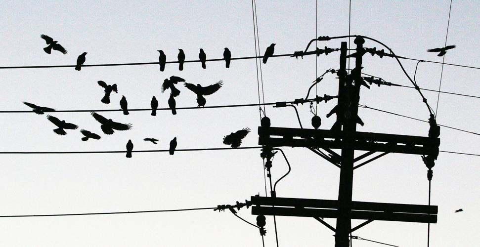 Hanford officials resume annual crow battle Local News