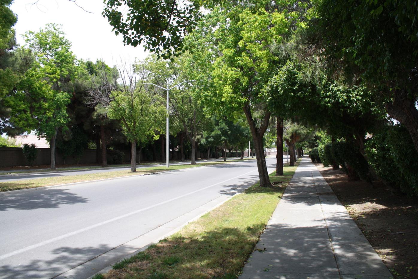 Lemoore To Remove 70 Trees From Fox Street Local Hanfordsentinel Com