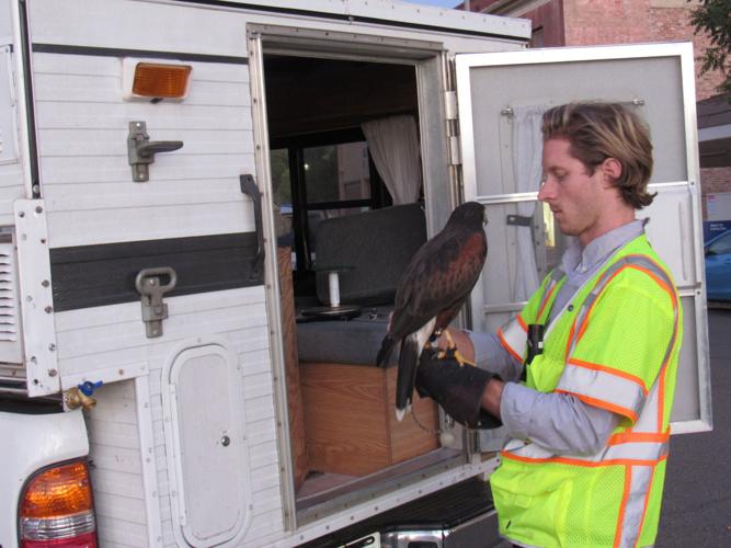 Hawk takes over downtown | Local News | hanfordsentinel.com
