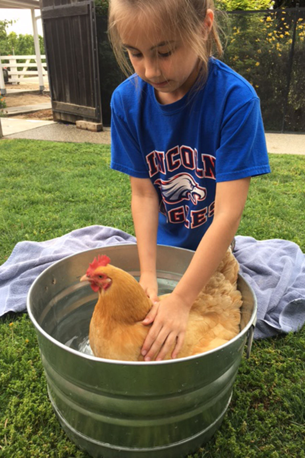 Backyard chickens on the horizon? News