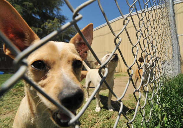 New animal shelter draws more community interest | Local ...