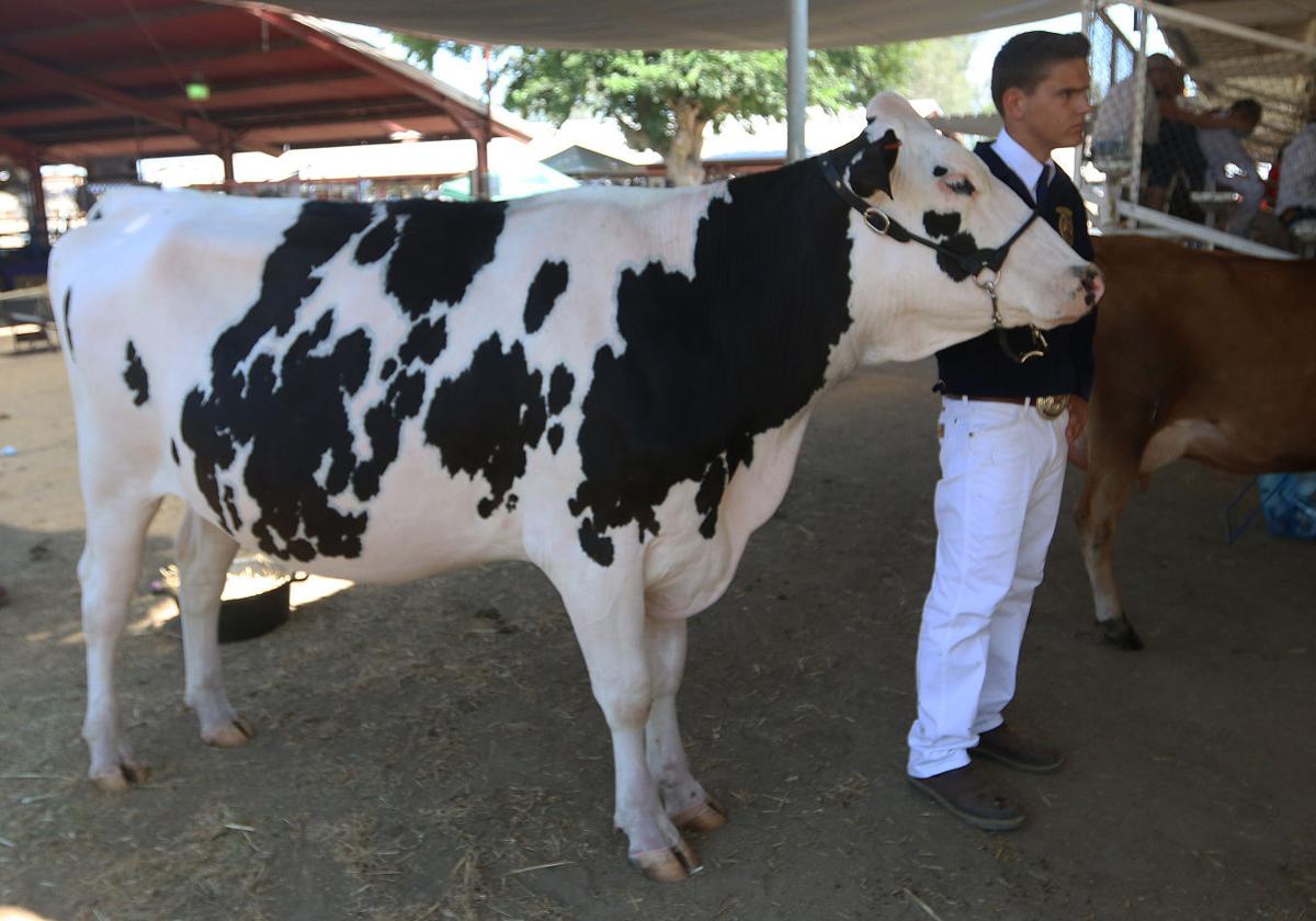 Second day of Kings fair Kids and cows