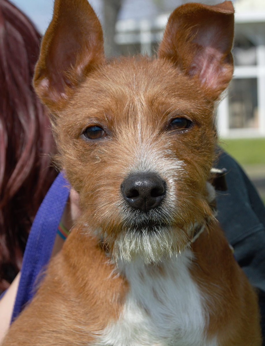 Jack russell irish sales terrier mix