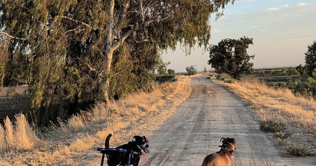 Persistent pets: The dogs who taught us not to give up | Ask Dr. Kait