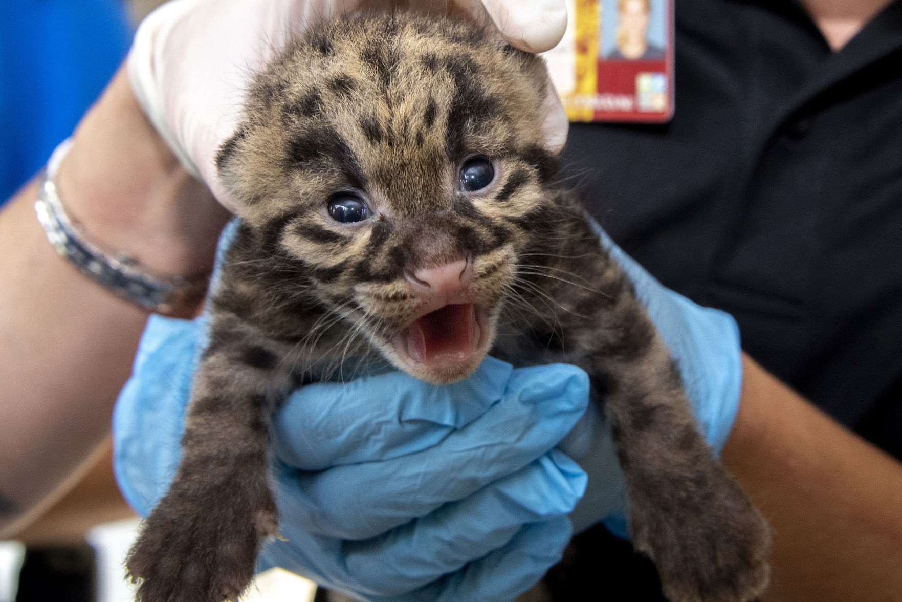 Cuteness alert: Zoo Miami shows off clouded leopard kittens | News