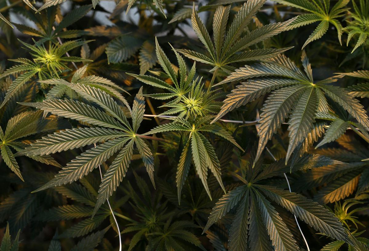 Marijuana