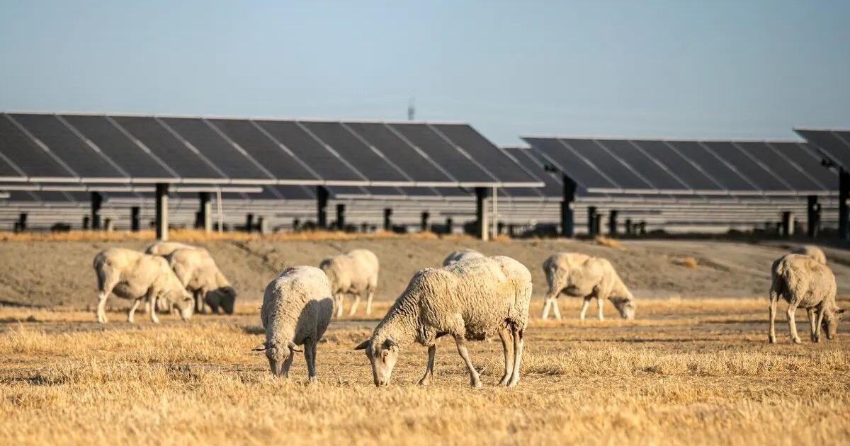 Fallowed As California cracks down on groundwater, what will happen to fallowed ...