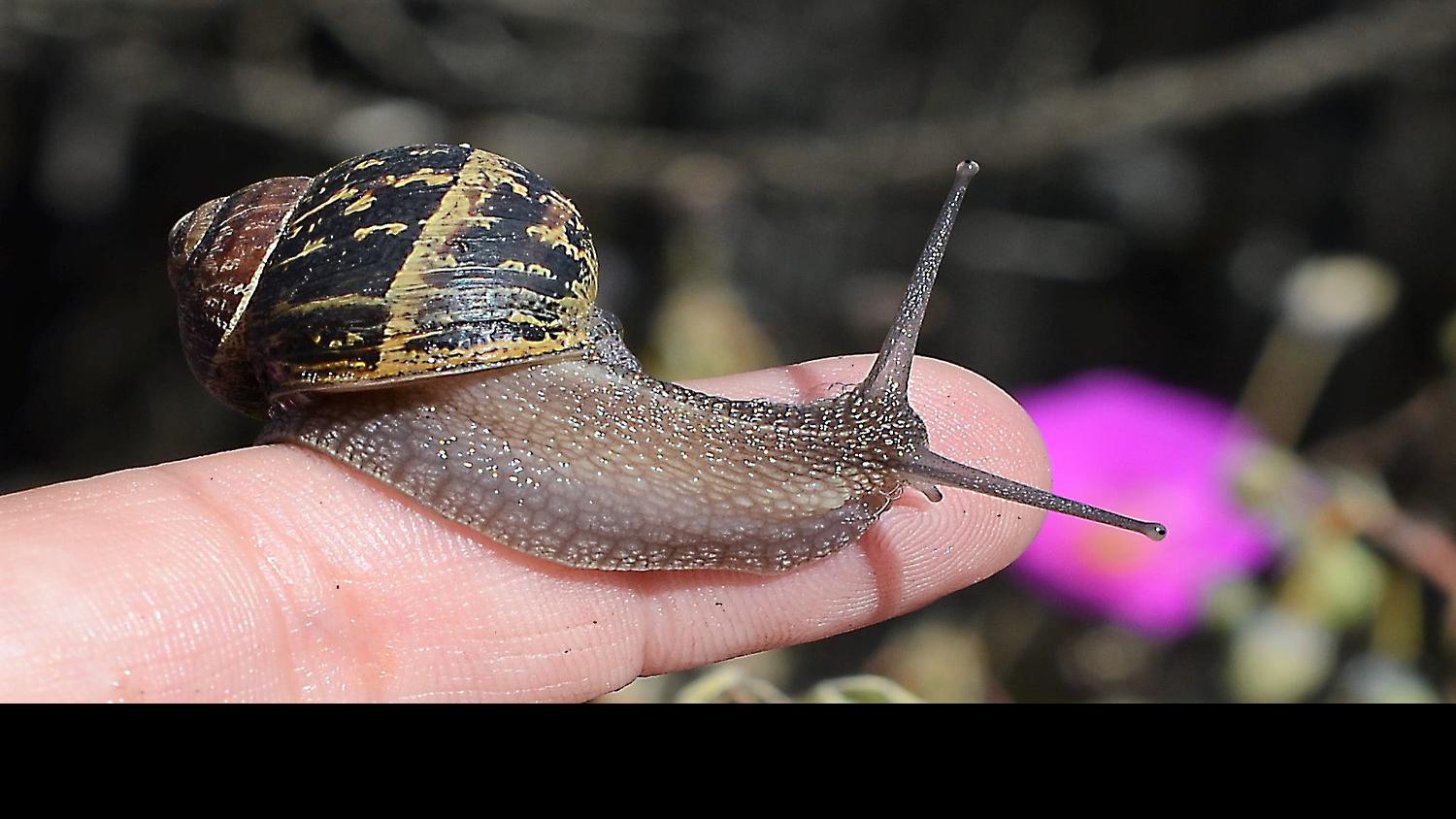 Heavy Rain Fall Marks Onset Of Garden Snail Invasions Local Hanfordsentinel Com