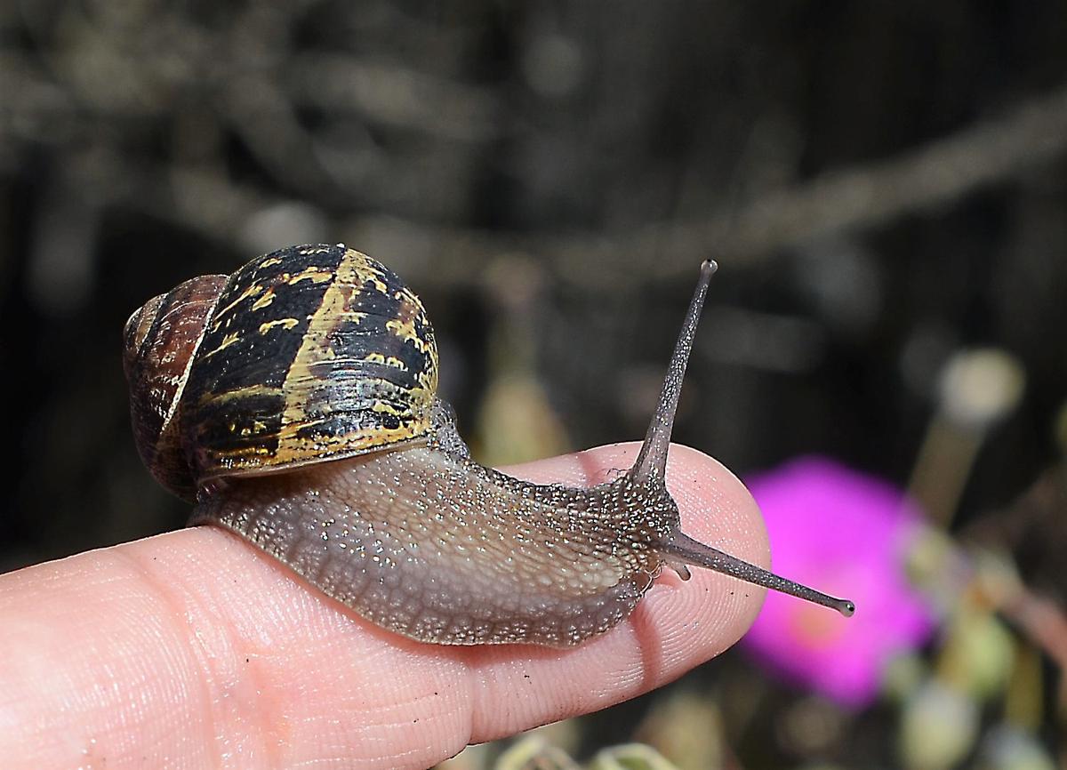 Heavy Rain Fall Marks Onset Of Garden Snail Invasions Local Hanfordsentinel Com
