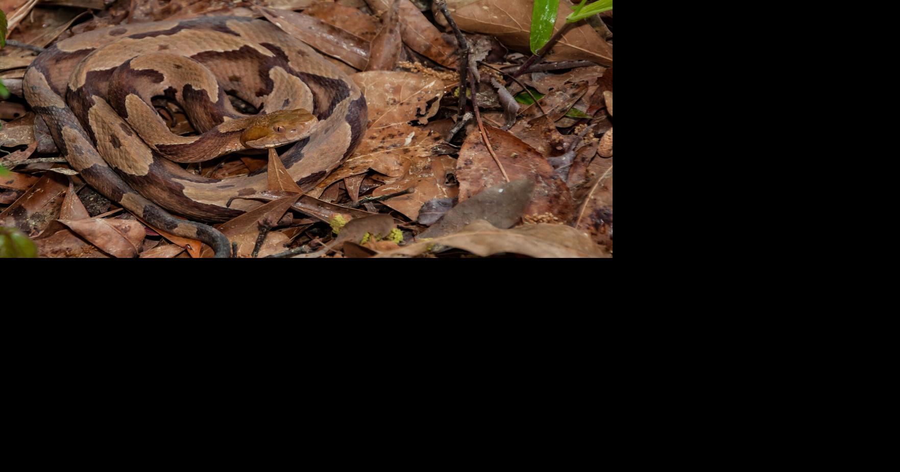 NC mayor thanks community after a 4-foot venomous copperhead bit his wife