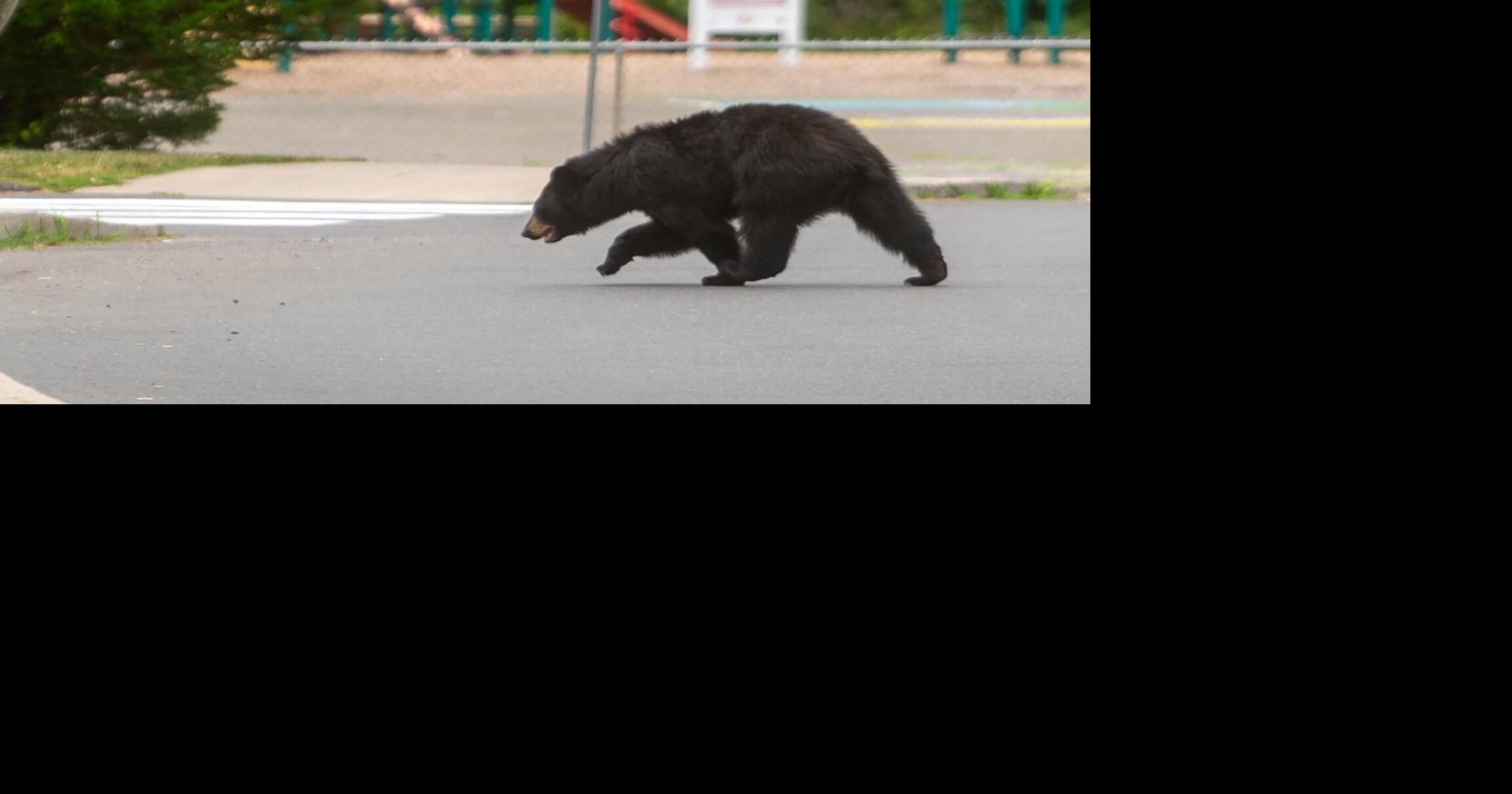 Connecticut black bears are emerging from dens and they’re hungry. What you need to know as conflicts grow