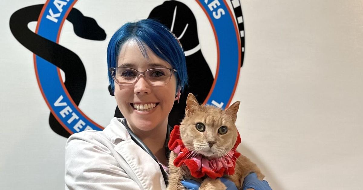 What is hyperthyroidism and what it means for your cat | Ask Dr. Kait | Lifestyles What is hyperthyroidism and what it means for your cat | Ask Dr. Kait | Lifestyles