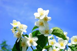 A fragrant garden can make your life heavenly | Master Gardener